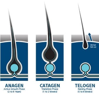 What is a hair follicle and its hair growth cycle?